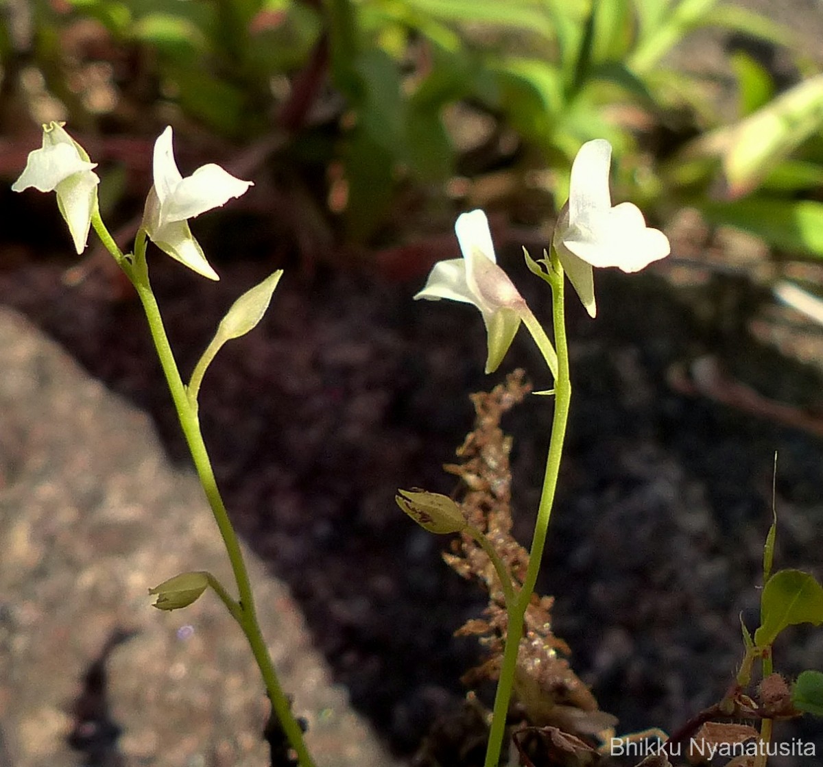Utricularia graminifolia Vahl